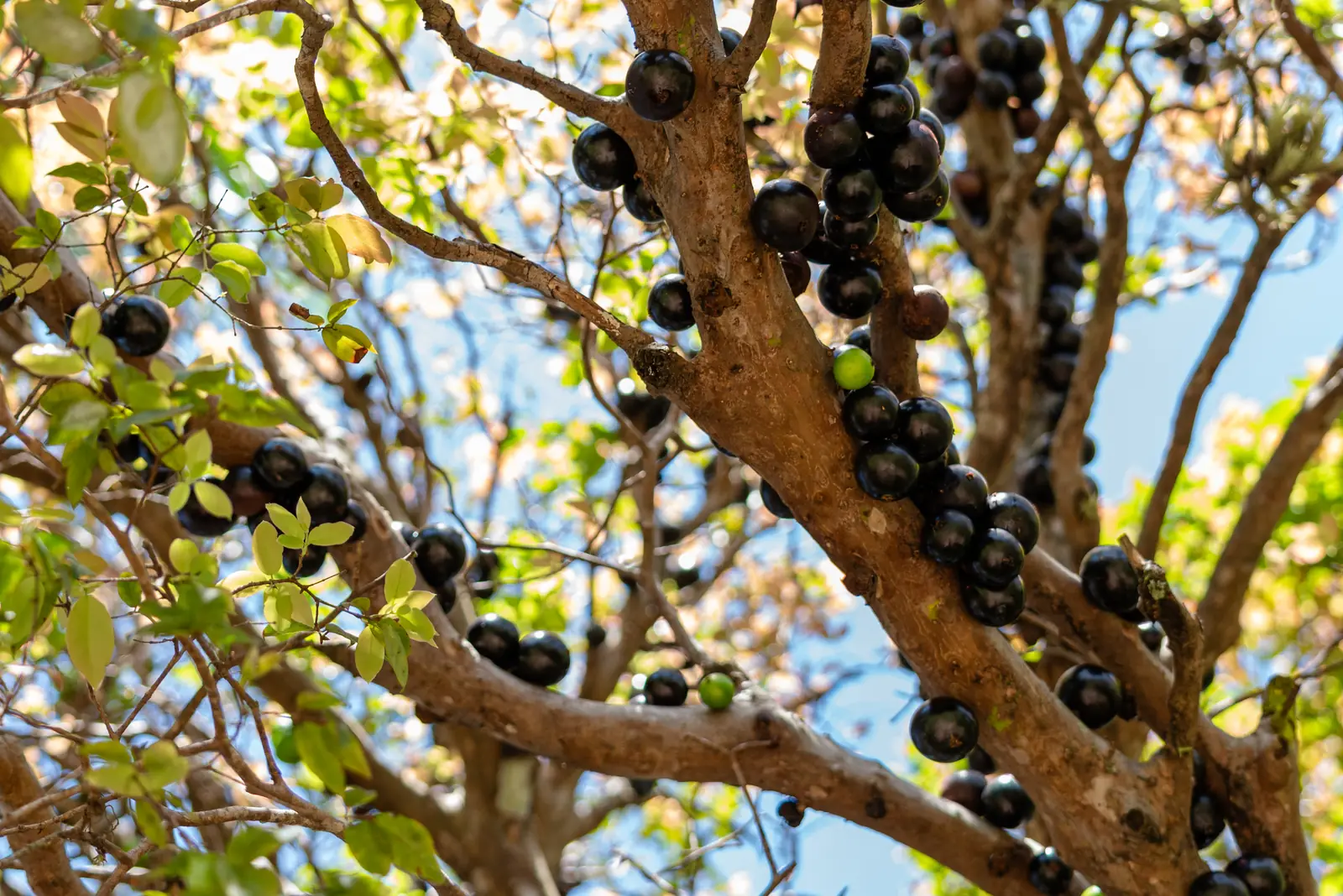 Jabuticabas maduras no tronco da jabuticabeira